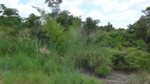 reforestation Sakalalina 1 1024x575 300x168