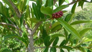 reforestation Sakalalina 2 1024x575 300x168