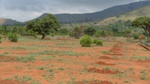 Acacia 1024x575 300x168